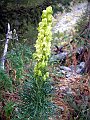 Ranunculaceae - Aconitum anthora.